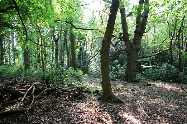 HawardenEstate072