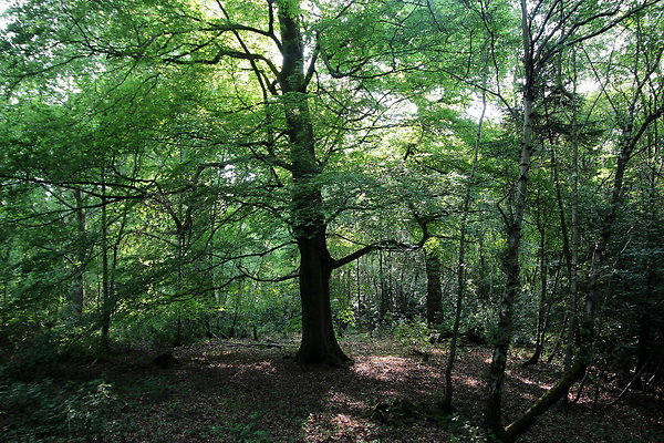 HawardenEstate082