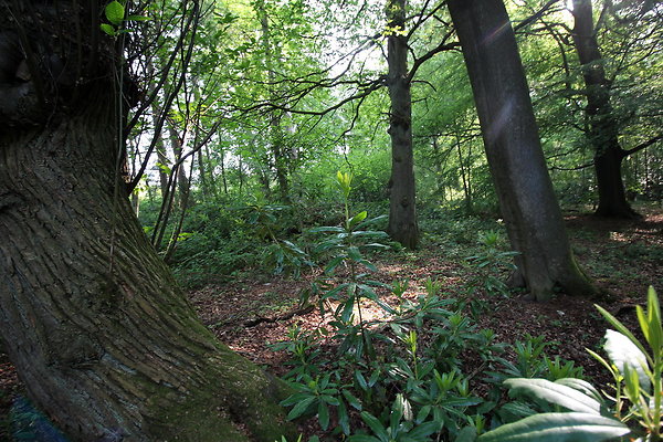 HawardenEstate080