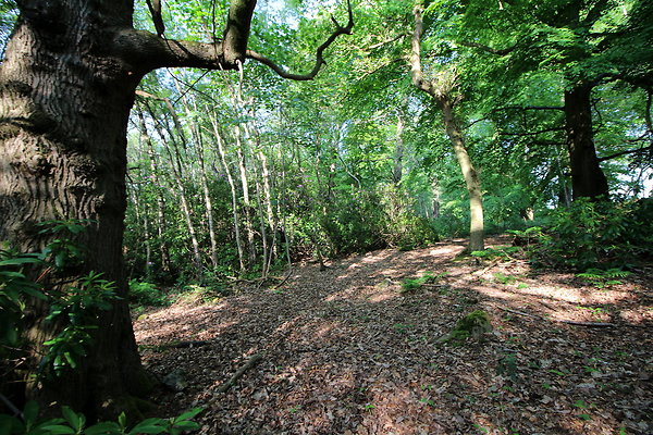 HawardenEstate077