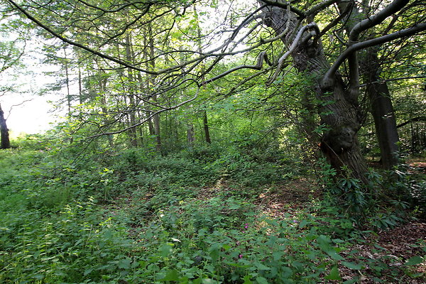 HawardenEstate078