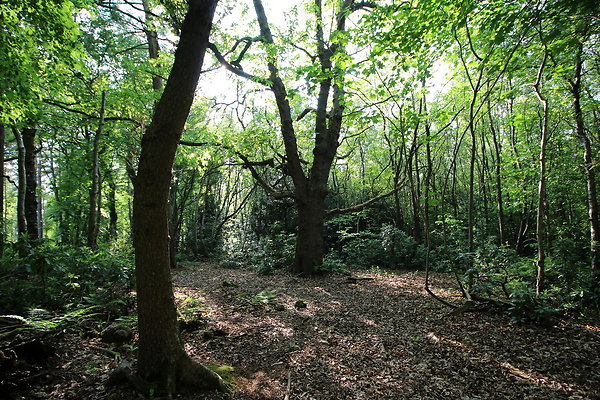 HawardenEstate074