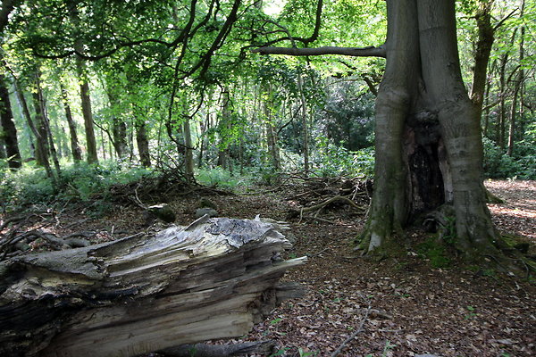 HawardenEstate070