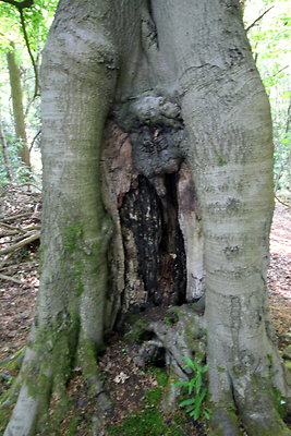 HawardenEstate071
