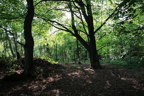 HawardenEstate065