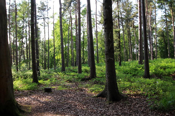 HawardenEstate062