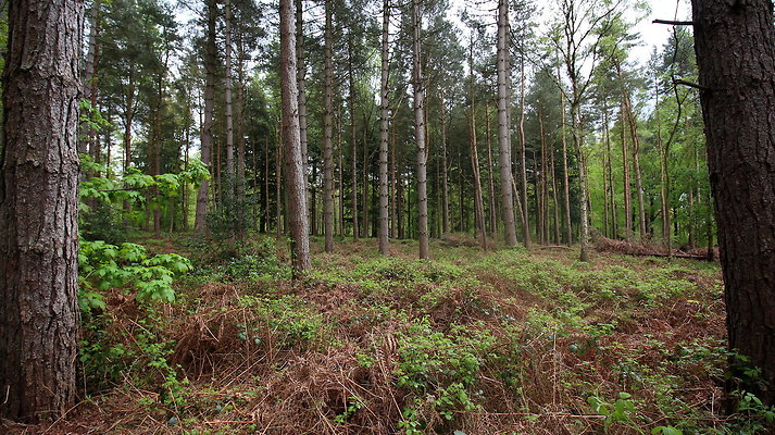 IMG 4775