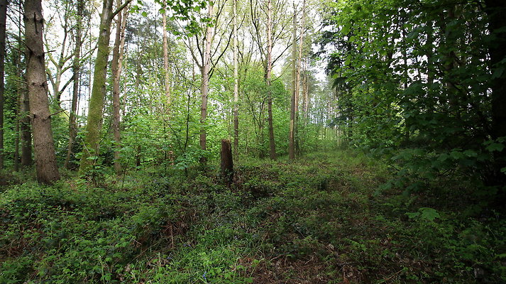 IMG 4777