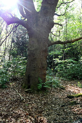 HawardenEstate075