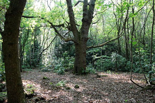 HawardenEstate073