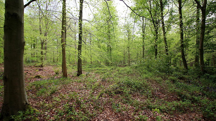 IMG 4780