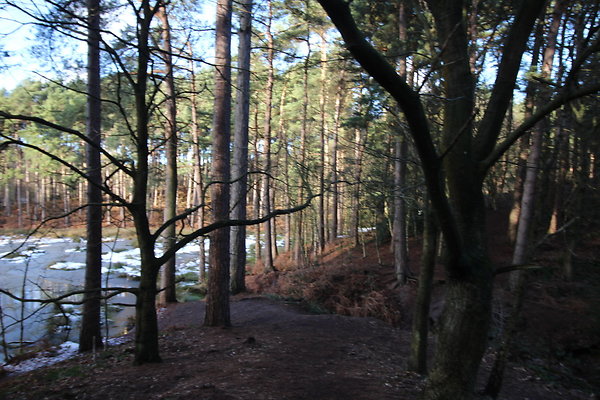 delamereforest058