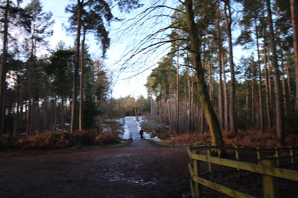 delamereforest110 delamereforest110