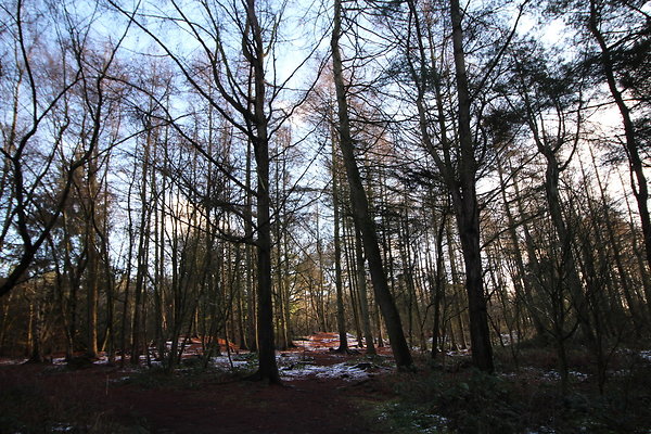 delamereforest089