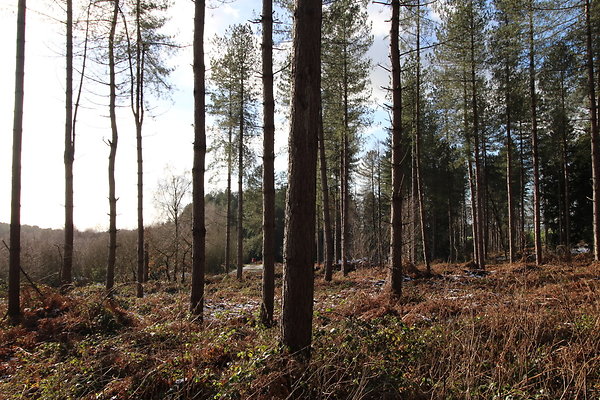 delamereforest003