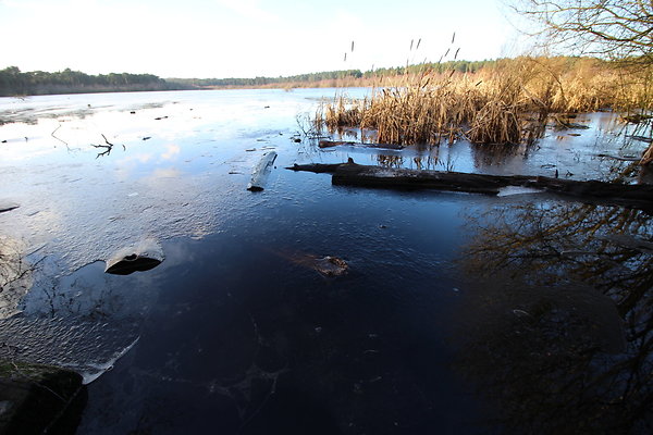 delamereforest099 delamereforest099