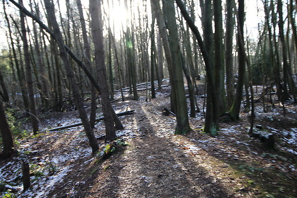 delamereforest049
