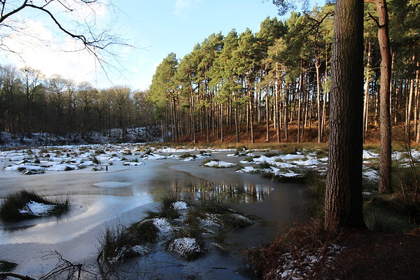 delamereforest062