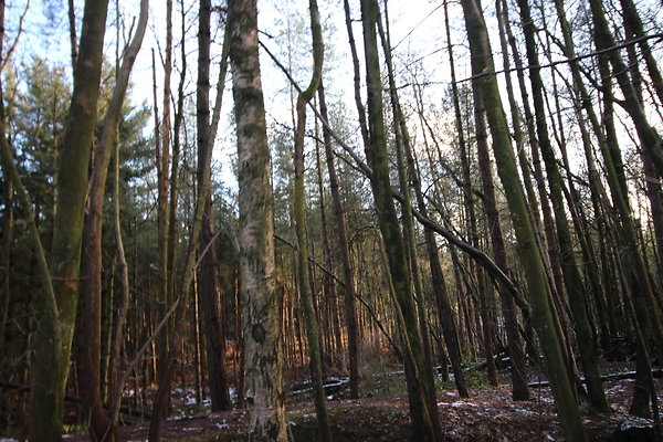 delamereforest047