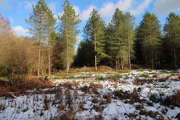 delamereforest004