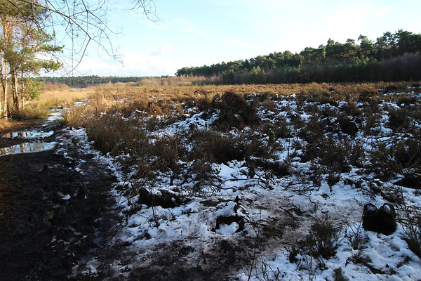 delamereforest080
