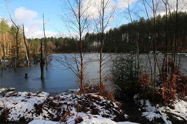 delamereforest016