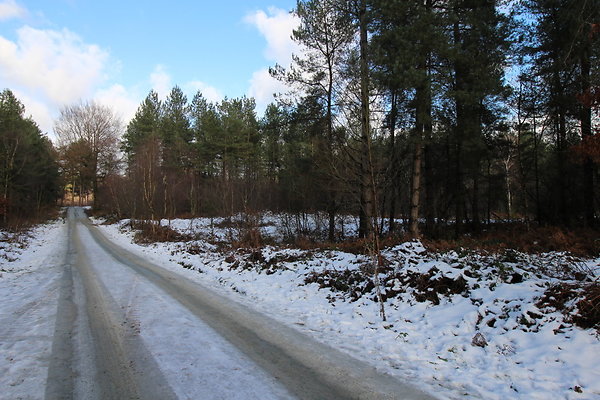 delamereforest008