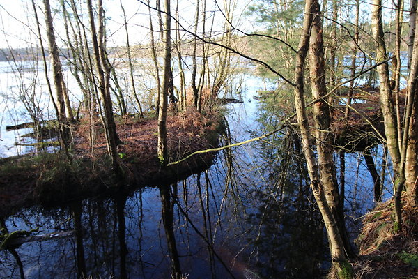 delamereforest101 delamereforest101