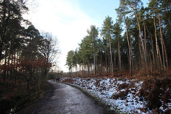 delamereforest115 delamereforest115