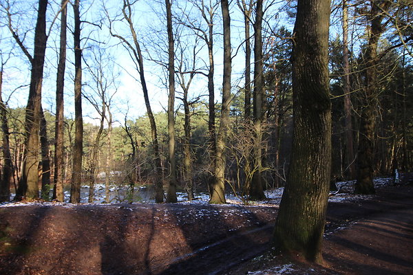 delamereforest045