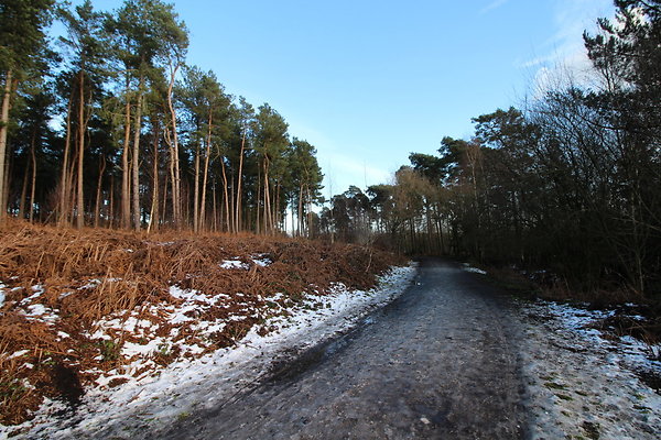 delamereforest117 delamereforest117