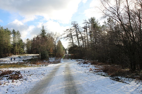 delamereforest005
