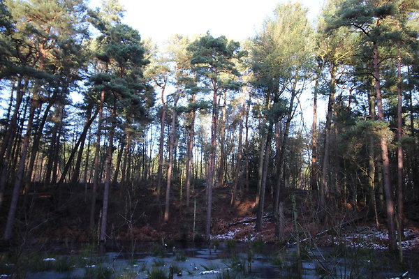 delamereforest069