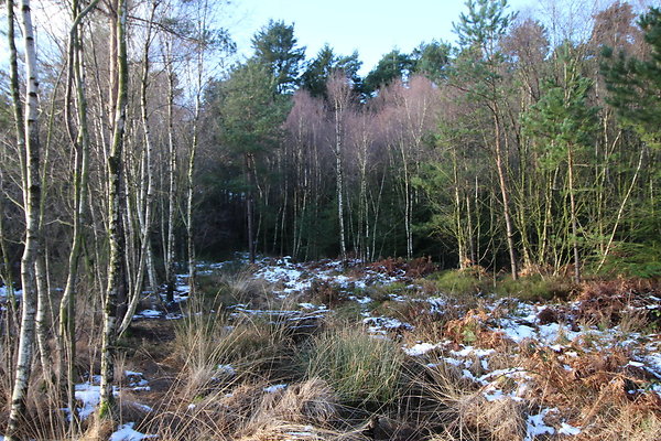 delamereforest083
