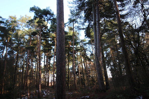 delamereforest068
