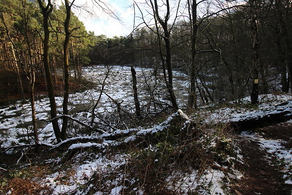 delamereforest029