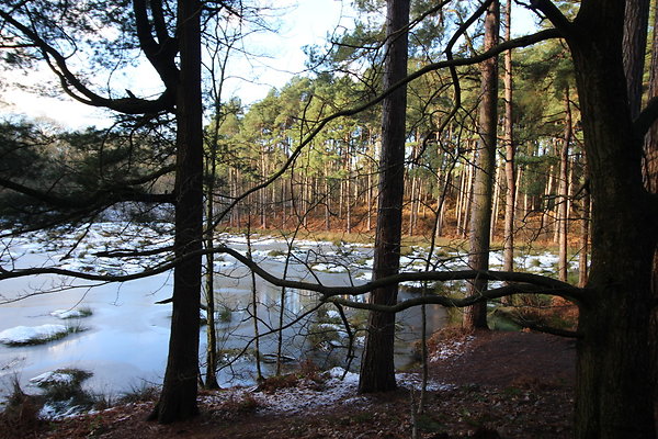 delamereforest060