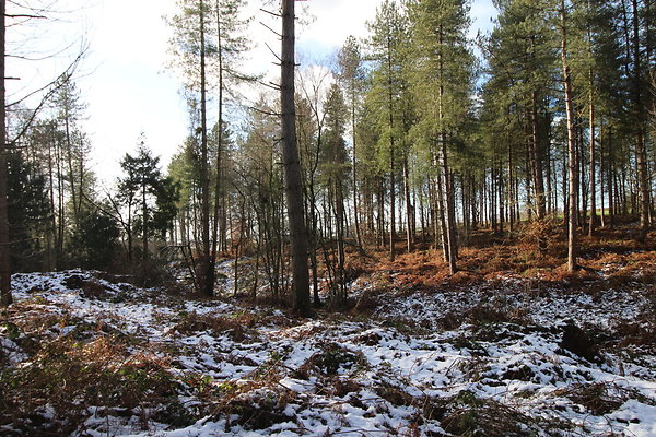 delamereforest001