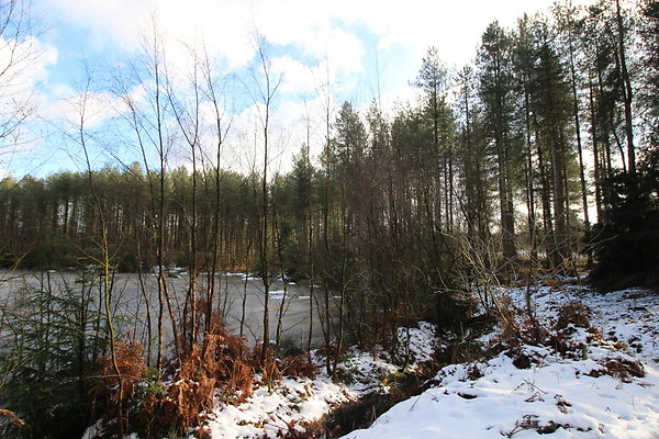 delamereforest018
