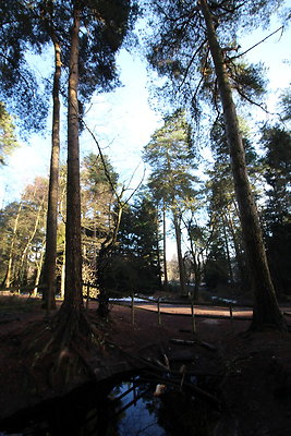 delamereforest073