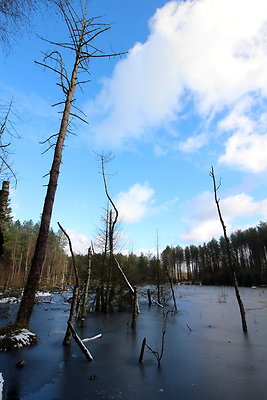 delamereforest023