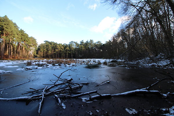 delamereforest038