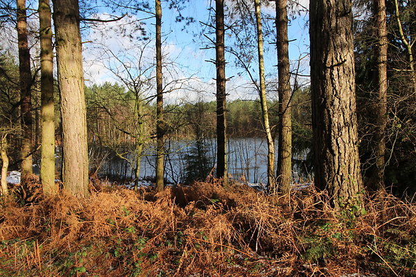 delamereforest013