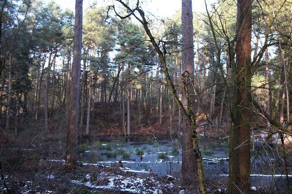 delamereforest055