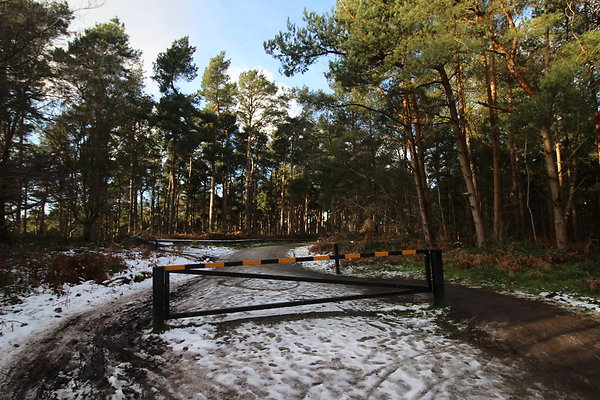 delamereforest011