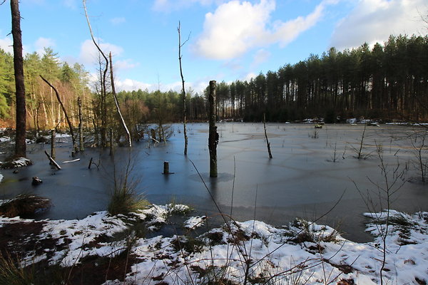 delamereforest019