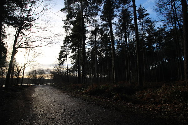 delamereforest111 delamereforest111