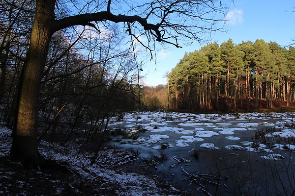 delamereforest034
