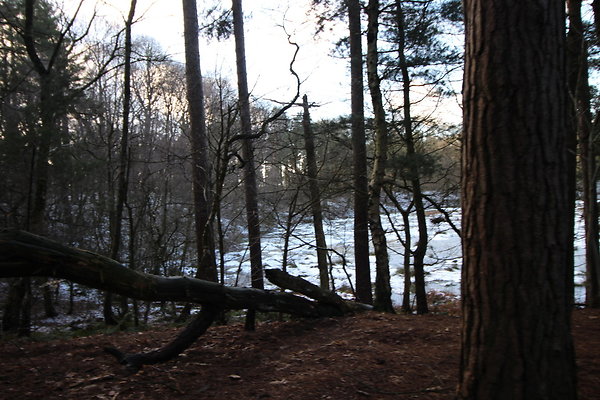delamereforest056