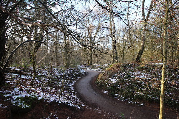 delamereforest028
